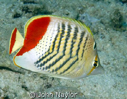 crown butterfly fish by John Naylor 